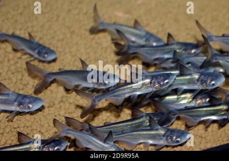 Le pangasius géant, le requin paroon, le pangasid-poisson-chat ou le poisson-chat géant Chao Phraya (Pangasius sanitwongsei) Banque D'Images