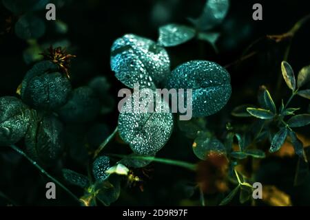Sur les feuilles de trèfle sauvage et de graminées de champ se trouvent de petites gouttes brillantes de rosée pure en début de matinée. Pluie. Banque D'Images