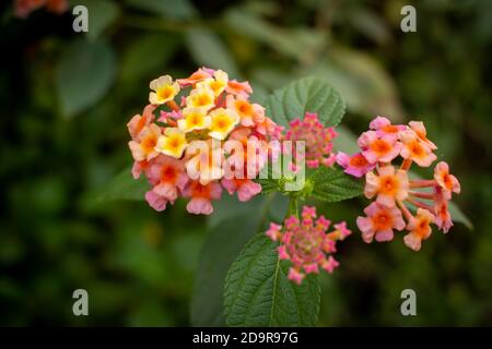 Belle plante à fleurs appelée Lantana camara (lantana commune) Le long de la route en Inde Banque D'Images