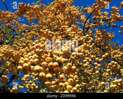 Pommes brillantes dorées ornementales suspendues à un pommier - comestibles Banque D'Images