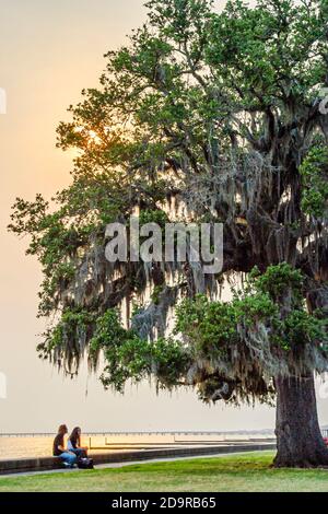 Louisiane Northshore,Mandeville,Lac Pontchartrain Lakeshore Drive couple homme hommes femme mâle,espagnol mousse couverte chêne vivant, Banque D'Images