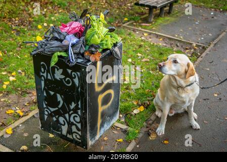 Labrador Dog regarde un panier rempli de sacs de pooing pour chiens dans un parc. Banque D'Images