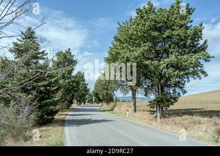 Paysage avec des routes bordées d'arbres dans la vallée d'Orcia campagne toscane, tourné en lumière vive près de Castelvecchio, Sienne, Toscane, Italie Banque D'Images