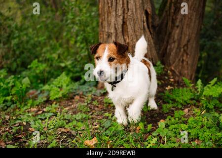 Mignon chien dans le parc, Jack russell couché dans l'herbe Banque D'Images