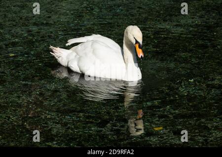 Le Mute Swan, Cynus olor, est l'une des plus grandes espèces d'oiseaux aquatiques. Ils sont originaires d'une grande partie de l'Europe et de l'Asie. Banque D'Images