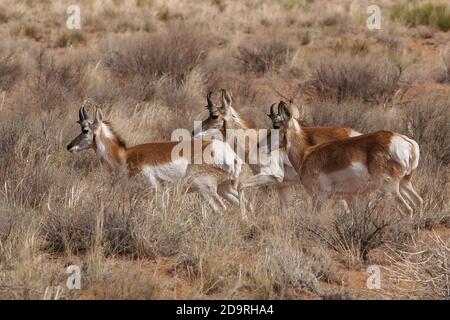 Trois jeunes mâles à pronghorn, Antilocapra americana, qui s'exécutent dans le désert de prairie à broussailles du sud de l'Utah. Banque D'Images