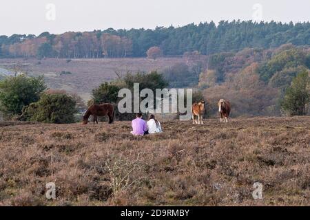 Bramble Hill, Bramshaw, New Forest, Hampshire, Royaume-Uni, 7 novembre 2020, Météo : un après-midi doux et trouble dans le parc national anglais. Les gens sont à la campagne en grand nombre le premier week-end de confinement du coronavirus 2. Un couple s'assoit à proximité de quelques poneys pour profiter de l'ambiance extérieure d'automne. Crédit : Paul Biggins/Alamy Live News Banque D'Images