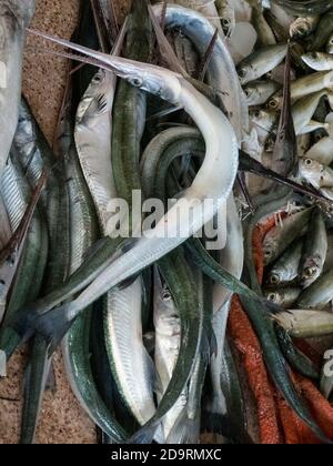 Poissons mouillés à vendre au traditionnel marché de poissons de Barka sur la côte de Batinah, à l'ouest de Muscat, Oman Banque D'Images