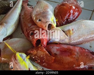 Gros plan du poisson frais à vendre sur le marché de la Barka près de Muscat, Oman Banque D'Images