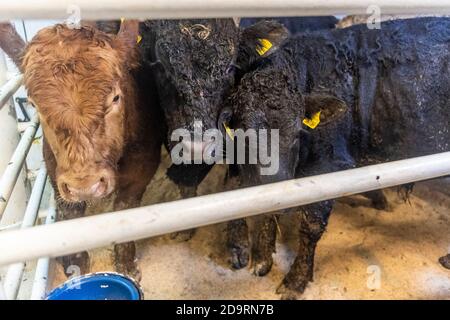 Cork, Irlande. 7 novembre 2020. L'exportation de bétail vers la Libye s'est poursuivie aujourd'hui avec 2,000 jeunes taureaux chargés sur le porte-bétail 'Sarah M'. Curzon Livestock exporte régulièrement du bétail vers la Libye, le voyage prenant environ 10 jours. Le 'Sarah M' sort à 23.30 heures ce soir. Le ministère de l'Agriculture et un vétérinaire irlandais et libyen étaient présents au chargement d'aujourd'hui. Crédit : AG News/Alay Live News Banque D'Images