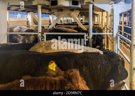 Cork, Irlande. 7 novembre 2020. L'exportation de bétail vers la Libye s'est poursuivie aujourd'hui avec 2,000 jeunes taureaux chargés sur le porte-bétail 'Sarah M'. Curzon Livestock exporte régulièrement du bétail vers la Libye, le voyage prenant environ 10 jours. Le 'Sarah M' sort à 23.30 heures ce soir. Le ministère de l'Agriculture et un vétérinaire irlandais et libyen étaient présents au chargement d'aujourd'hui. Crédit : AG News/Alay Live News Banque D'Images