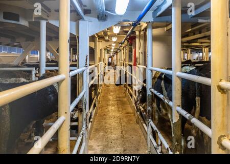 Cork, Irlande. 7 novembre 2020. L'exportation de bétail vers la Libye s'est poursuivie aujourd'hui avec 2,000 jeunes taureaux chargés sur le porte-bétail 'Sarah M'. Curzon Livestock exporte régulièrement du bétail vers la Libye, le voyage prenant environ 10 jours. Le 'Sarah M' sort à 23.30 heures ce soir. Le ministère de l'Agriculture et un vétérinaire irlandais et libyen étaient présents au chargement d'aujourd'hui. Crédit : AG News/Alay Live News Banque D'Images