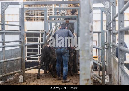 Cork, Irlande. 7 novembre 2020. L'exportation de bétail vers la Libye s'est poursuivie aujourd'hui avec 2,000 jeunes taureaux chargés sur le porte-bétail 'Sarah M'. Curzon Livestock exporte régulièrement du bétail vers la Libye, le voyage prenant environ 10 jours. Le 'Sarah M' sort à 23.30 heures ce soir. Le ministère de l'Agriculture et un vétérinaire irlandais et libyen étaient présents au chargement d'aujourd'hui. Crédit : AG News/Alay Live News Banque D'Images