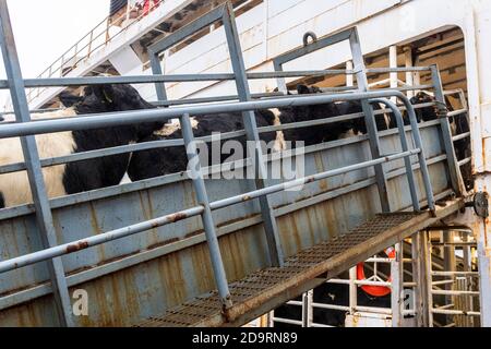 Cork, Irlande. 7 novembre 2020. L'exportation de bétail vers la Libye s'est poursuivie aujourd'hui avec 2,000 jeunes taureaux chargés sur le porte-bétail 'Sarah M'. Curzon Livestock exporte régulièrement du bétail vers la Libye, le voyage prenant environ 10 jours. Le 'Sarah M' sort à 23.30 heures ce soir. Le ministère de l'Agriculture et un vétérinaire irlandais et libyen étaient présents au chargement d'aujourd'hui. Crédit : AG News/Alay Live News Banque D'Images