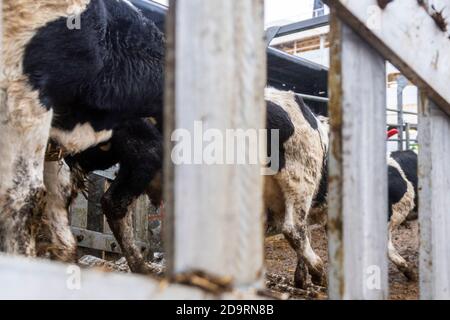 Cork, Irlande. 7 novembre 2020. L'exportation de bétail vers la Libye s'est poursuivie aujourd'hui avec 2,000 jeunes taureaux chargés sur le porte-bétail 'Sarah M'. Curzon Livestock exporte régulièrement du bétail vers la Libye, le voyage prenant environ 10 jours. Le 'Sarah M' sort à 23.30 heures ce soir. Le ministère de l'Agriculture et un vétérinaire irlandais et libyen étaient présents au chargement d'aujourd'hui. Crédit : AG News/Alay Live News Banque D'Images