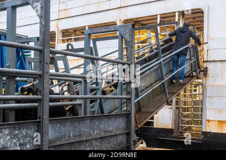 Cork, Irlande. 7 novembre 2020. L'exportation de bétail vers la Libye s'est poursuivie aujourd'hui avec 2,000 jeunes taureaux chargés sur le porte-bétail 'Sarah M'. Curzon Livestock exporte régulièrement du bétail vers la Libye, le voyage prenant environ 10 jours. Le 'Sarah M' sort à 23.30 heures ce soir. Le ministère de l'Agriculture et un vétérinaire irlandais et libyen étaient présents au chargement d'aujourd'hui. Crédit : AG News/Alay Live News Banque D'Images