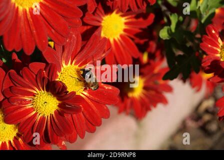 L'abeille pollinise l'aster rouge un jour d'automne à Hesse, en Allemagne Banque D'Images