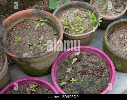 jeunes plants de plantes dans des pots de jardin maison. maison jardin biologique. Banque D'Images