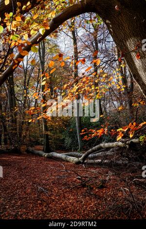 Hêtre à Loughton, Essex, Royaume-Uni - novembre 2020 : Epping Forest géré par la ville de Londres Banque D'Images