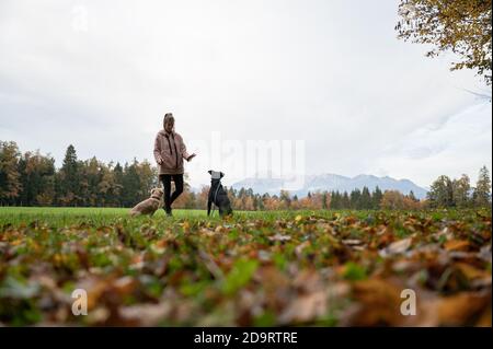 Vue à angle bas d'une jeune femme formant ses deux chiens assis à côté d'elle dans une belle prairie d'automne. Banque D'Images