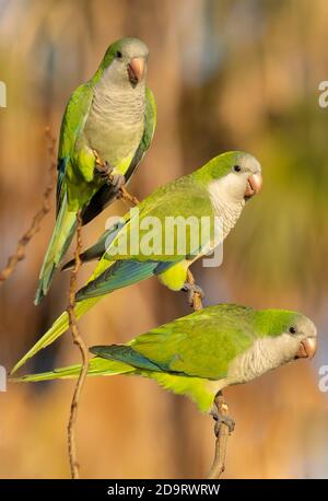 Monk Parakeet Myiopsitta monachus Costa Ballena Cadiz Espagne Banque D'Images