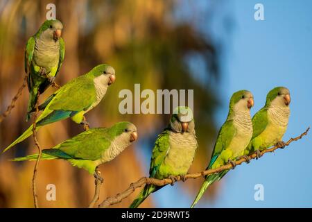 Monk Parakeet Myiopsitta monachus Costa Ballena Cadiz Espagne Banque D'Images