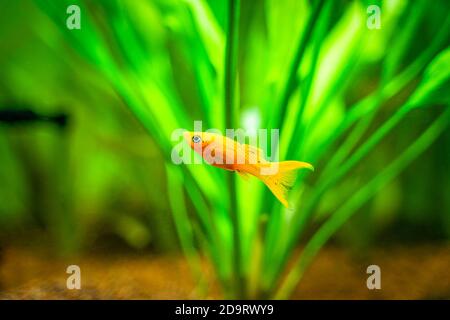 Poisson molly jaune (poecilia sphenops) nage isolée sur un réservoir à poissons Banque D'Images