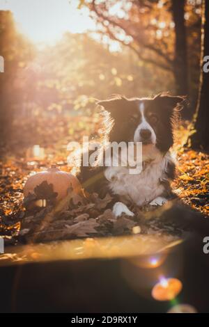 bordure noire et blanche collie posée à côté de la citrouille dans les feuilles déchue. halloween orange concept Banque D'Images