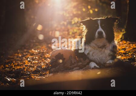 bordure noire et blanche collie posée à côté de la citrouille dans les feuilles déchue. halloween orange concept Banque D'Images