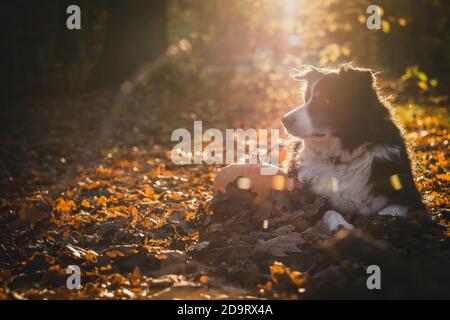 bordure noire et blanche collie posée à côté de la citrouille dans les feuilles déchue. halloween orange concept Banque D'Images