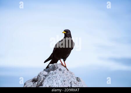 un chough alpin assis sur un rocher au sommet de une montagne Banque D'Images