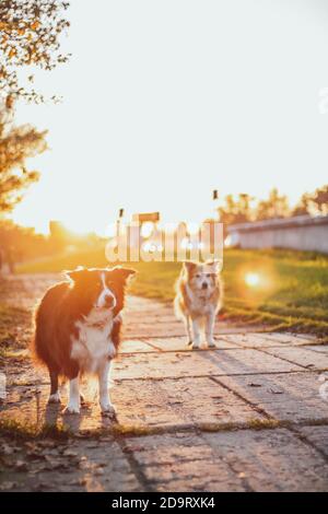 deux bordures se colloissent au coucher du soleil. rétroéclairage jaune Banque D'Images