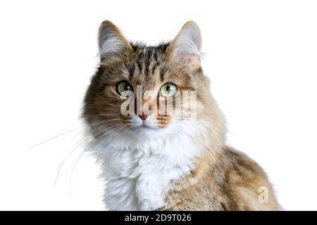 Vue de face d'un chat de la forêt sibérienne assis, regardant la caméra, isolé sur blanc Banque D'Images