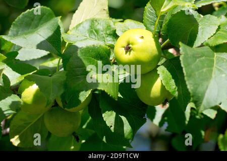 Pomme de crabe (malus sylvestris), gros plan des petits fruits au goût aigre produits par la version sauvage de l'arbre. Banque D'Images