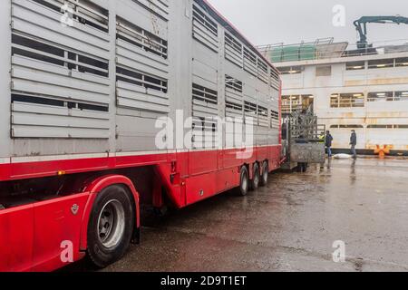 Cork, Irlande. 7 novembre 2020. L'exportation de bétail vers la Libye s'est poursuivie aujourd'hui avec 2,000 jeunes taureaux chargés sur le porte-bétail 'Sarah M'. Curzon Livestock exporte régulièrement du bétail vers la Libye, le voyage prenant environ 10 jours. Le 'Sarah M' sort à 23.30 heures ce soir. Le ministère de l'Agriculture et un vétérinaire irlandais et libyen étaient présents au chargement d'aujourd'hui. Crédit : AG News/Alay Live News Banque D'Images