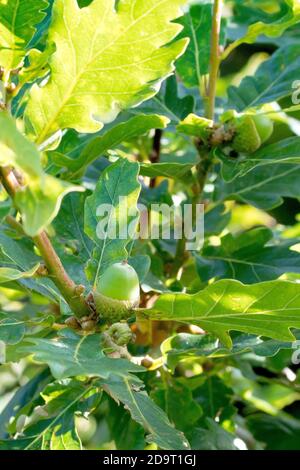 Chêne sessile (quercus petraea), également connu comme chêne de mât, en gros plan montrant une corne immature attachée à une branche entourée de feuilles. Banque D'Images