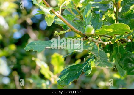 Chêne sessile (quercus petraea), également connu comme chêne de mât, en gros plan montrant une corne immature attachée à une branche entourée de feuilles. Banque D'Images