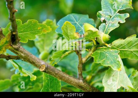 Chêne sessile (quercus petraea), également connu comme chêne de mât, gros plan montrant deux acornes immatures attachés à une branche entourée de feuilles. Banque D'Images