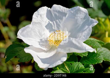 Rose sauvage (rosa rugosa alba), également connue sous le nom de rose japonaise, gros plan montrant la variété blanche de la fleur. Banque D'Images