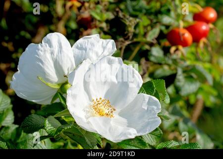 Rose sauvage (rosa rugosa alba), également connue sous le nom de rose japonaise, gros plan montrant deux de la variété blanche de fleurs avec des hanches roses en arrière-plan. Banque D'Images