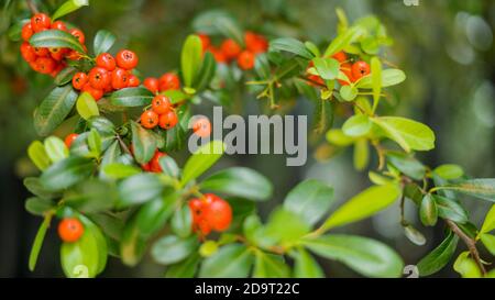 Pointleaf Manzanita, également connu sous le nom d'Arctostaphylos pungens, buissons de près Banque D'Images