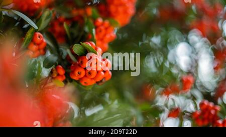 Broussailles de Manzanita en Pointleaf floues à proximité dans la ville colorée de Mexico Banque D'Images