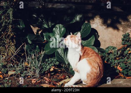 Chat au gingembre en profitant du soleil Banque D'Images