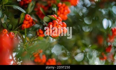 Magnifique Bush rouge plein de fruits de Manzanita à feuilles en point Banque D'Images