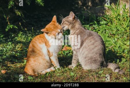 Famille de deux chats Banque D'Images