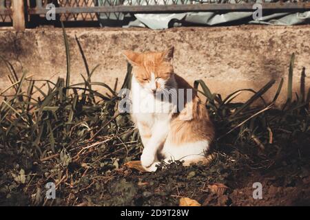 Chat blanc au gingembre baignant au soleil Banque D'Images