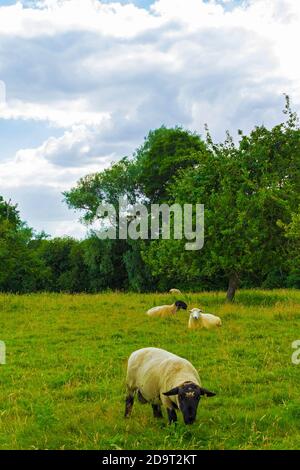 А troupeau de moutons pageant dans un pâturage près du village de Sellinge le long de la route A20 entre Ashford et Folkestone dans le Kent, dans le sud-est de l'Angleterre. Banque D'Images