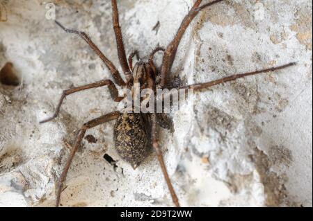 Araignée géante (Tegenaria Gigantea, Eratigena Atrica) Banque D'Images