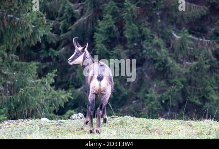 Un chamois regardant dans le Jura, Suisse. Rupicapra rupicapra dans l'environnement naturel. La beauté dans la nature. Banque D'Images