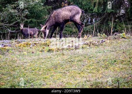 Deux chamois mangeant des herbes dans le Jura, en Suisse. Rupicapra rupicapra dans l'environnement naturel. La beauté dans la nature- Banque D'Images